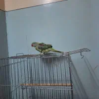 شاه طوطی|پرنده|سراوان, |دیوار