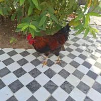 یک عدد خروس جوان و سرحال بفروش میرسد