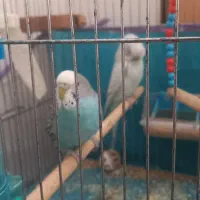 مرغ عشق معمولی