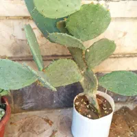 دو کاکتوس بسیار زیبا که خواص درمانی داره