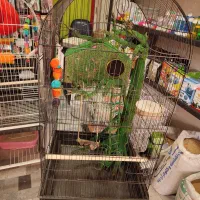 قفس کارشده جنگلی بهشت قفس ملنگو طوطی عروس|لوازم جانبی حیوانات|گلستان (تهران), |دیوار