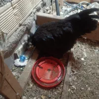 مرغ|حیوانات مزرعه|رشت, جماران|دیوار