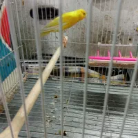 قناری کشیده بلند|پرنده|مشهد, فاطمیه|دیوار