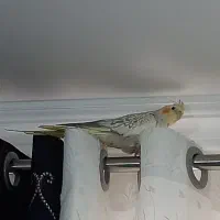 فروشِ عروس هلندی نر|پرنده|تنکابن, |دیوار