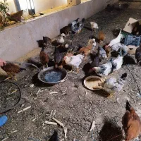 مرغ خروس|حیوانات مزرعه|اندیشه, اندیشه فاز ۵|دیوار