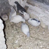 تخم بلدرچین مینیاتوری|حیوانات مزرعه|بیرجند, |دیوار