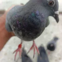 کبوتر پلاکی و سوز بوشهری