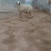 قوچ. اهواز|حیوانات مزرعه|حمیدیه, |دیوار