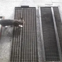 پل فلزی محکم|فروشگاه و مغازه|رباط‌کریم, رباط‌کریم|دیوار