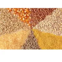 نیازمند سرمایه گذار