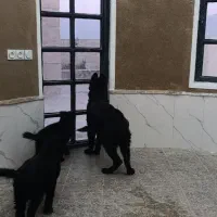 توله ژرمن بلک|سگ|ماهان, |دیوار