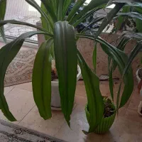گل موزی)اشک ملکه(