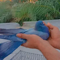 یک کبوتر سبز نر ویک کبوتر پشت دار ماده