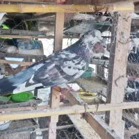 کبوتر سوسکی نر غریب|پرنده|رشت, کوی فکوری|دیوار