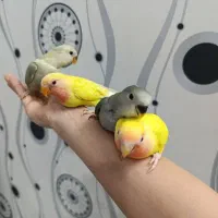 طوطی برزیلی کوتوله ملنگو گرینچیک عروس هلندی مینا
