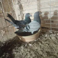 کفتر پلاکی اصلی پلاک داره معاوضه با گندوم