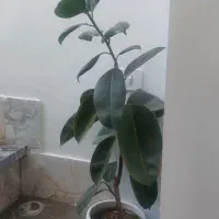 گل طبیعی سالم