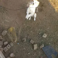 جفت نروماده