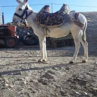 خر الاغ نر گوسفند ی