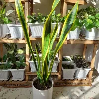 تعویض گلدان