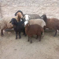 میش بره و سه عدد بره غذاخور نرو ماده