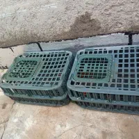 سبد جوجه و مرغ