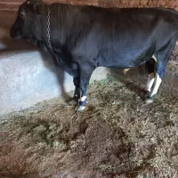 دوتا گوساله نر
