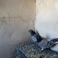 کبوتر پرشی وبازی کن|پرنده|بروجن, |دیوار