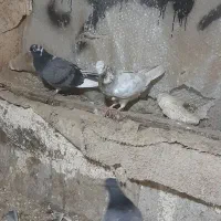 کبوتر|حیوانات|پارس‌آباد, |دیوار