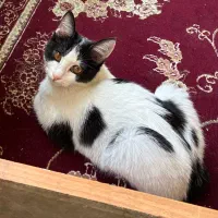 واگذاری گربه