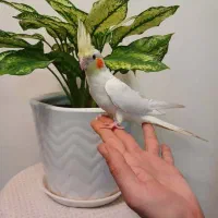 عروس هلندی مولد سخنگو با جوجه هاش