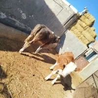 گوساله