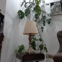 یک جفت اباژور رنگ بژ