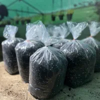 خاک مخصوص گیاهان آپارتمانی