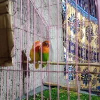 کوتوله|پرنده|ایرانشهر, |دیوار