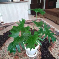برگ انجیری فر