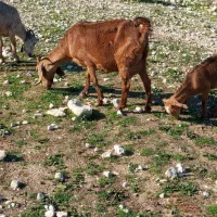 بز کهره دار  بز ابستن وپازن در جم