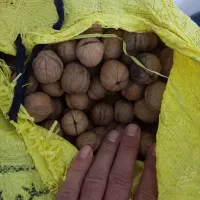 گردو درجه یک|عمده‌فروشی|سرپل ذهاب, |دیوار