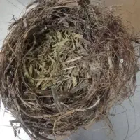 قناری