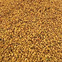 بذر یونجه رنجر|گل و گیاه طبیعی|شیراز, شهرک گلدشت حافظ‎|دیوار