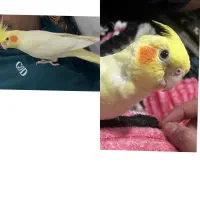 عروس هلندیم گمشده