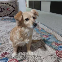 سگ پاکوتاه خانگی|سگ|بجنورد, |دیوار