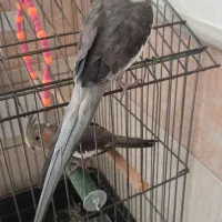 عروس هلندی نر سینا مون همراه قفس خیلی بزرگ