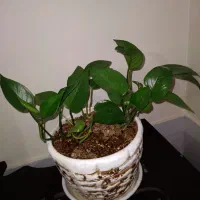 تعدادی لوازم خانگی