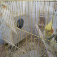 پرنده