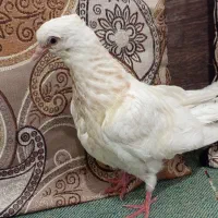 کفتر طوق ولایه