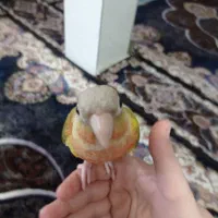 گرینچیک اهلی