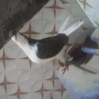 کبوتر ماده ساده چپ|پرنده|زهک, |دیوار