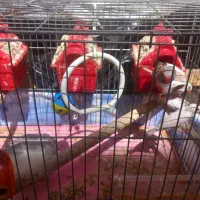 با سلام ..تعداد ۶ عدد فنج ۳ تا نر هست و ۳ تا ماده