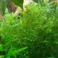 خزه کریسمس|ماهی|شیراز, تندگویان|دیوار